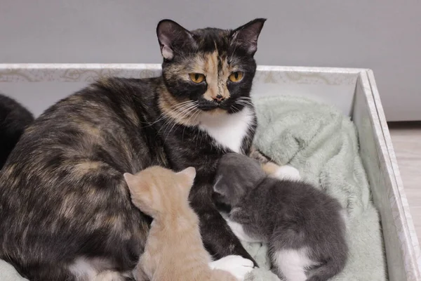 Gato Tricolor Con Gatito Pequeño Peludo Animal Primer Plano Alimentación — Foto de Stock