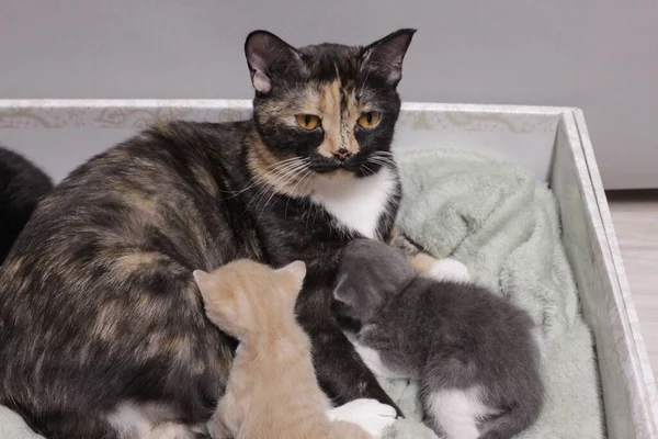 Gato Tricolor Con Gatito Pequeño Peludo Animal Primer Plano Alimentación Imagen De Stock
