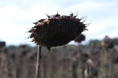 Tarlada tohumlarla kurumuş ve olgunlaşmış ayçiçekleri. Petrol için hasat.