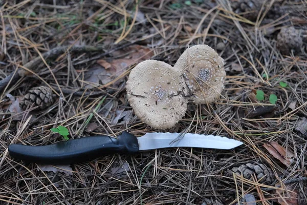 红果蝇或淡绿色 一种产于天牛属的绿色致命毒菌 在森林里采摘危险的蘑菇 Boletus白色 森林食物 — 图库照片