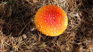 Kırmızı sinek agariği ya da soluk benizli, Amanita cinsinden yeşil zehirli bir mantar. Ormanda tehlikeli mantar toplama. Boletus beyazı. orman yiyeceği