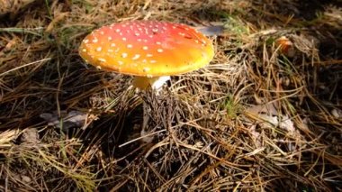 Kırmızı sinek agariği ya da soluk benizli, Amanita cinsinden yeşil zehirli bir mantar. Ormanda tehlikeli mantar toplama. Boletus beyazı. orman yiyeceği