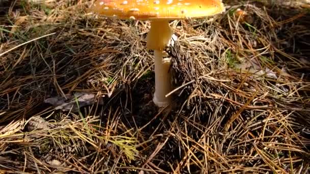 파리는 아마나 Amanita 치명적 버섯입니다 숲에서 버섯따는 합니다 베투스 화이트 — 비디오