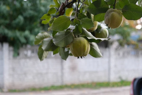 Φρέσκα Και Σάπια Κυδώνια Ένα Δέντρο Υποκαταστήματα Γεμάτα Ψεύτικα Φρούτα — Φωτογραφία Αρχείου