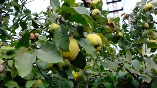 Φρέσκα Και Σάπια Κυδώνια Ένα Δέντρο Υποκαταστήματα Γεμάτα Ψεύτικα Φρούτα — Αρχείο Βίντεο