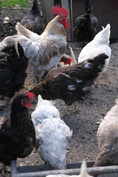 Szürke Barna Csirkék Nevelkedtek Egy Farmon Faluban Esznek Tojást Raknak — Stock Fotó