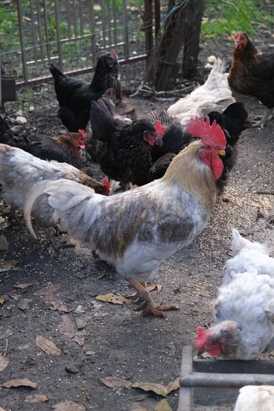 Szare Brązowe Kurczaki Hodowane Farmie Wsi Jedzą Składają Jaja Koncepcja — Zdjęcie stockowe