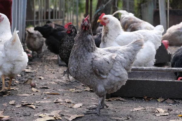Gray and brown chickens raised on a farm in the village. They eat and lay eggs. Concept: poultry farming, raising chickens for meat and eggs, organic products. Animals at the feeder.
