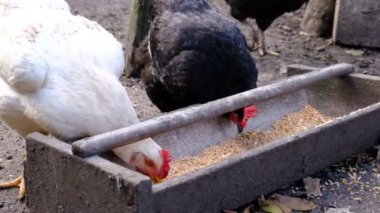 Köydeki bir çiftlikte gri ve kahverengi tavuklar yetiştirildi. Yiyorlar ve yumurtalarını bırakıyorlar. Kümes hayvanları yetiştiriciliği, et ve yumurta için tavuk yetiştirme, organik ürünler. Besleyicide hayvanlar var..