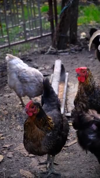 村の農場で育った灰色と茶色の鶏 卵を食べて産む コンセプト 肉や卵のための鶏の飼育 有機製品 飼料の動物 — ストック動画
