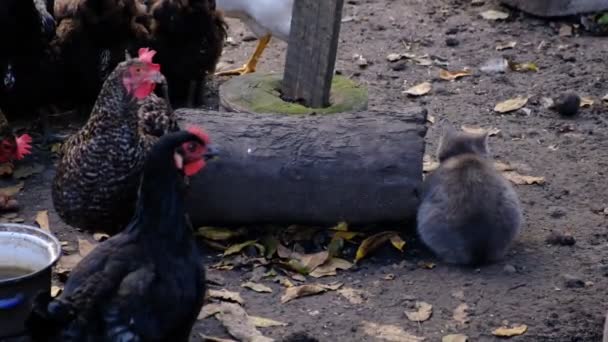 Γκρίζα Και Καφέ Κοτόπουλα Που Εκτρέφονται Μια Φάρμα Στο Χωριό — Αρχείο Βίντεο