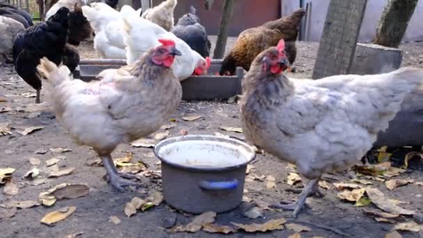 村里的一个农场养着灰色和棕色的小鸡 它们吃东西下蛋概念 家禽养殖 肉蛋养鸡 有机产品 喂食者的动物 — 图库视频影像