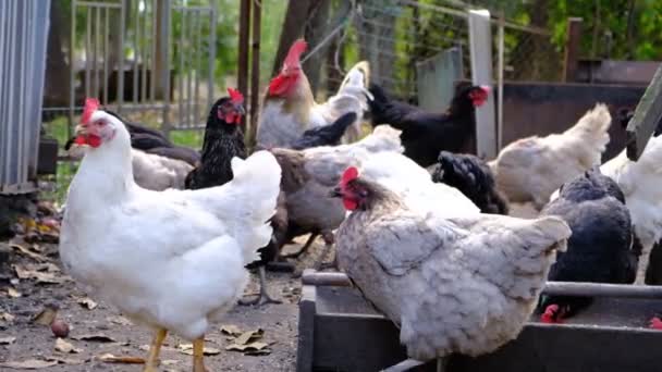 Gray Brown Chickens Raised Farm Village Eat Lay Eggs Concept — Stock Video