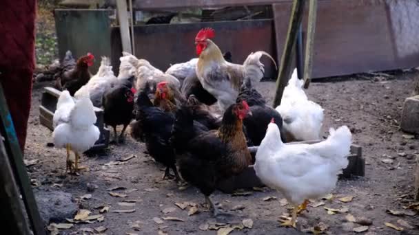 Poulets Gris Bruns Élevés Dans Une Ferme Village Ils Mangent — Video