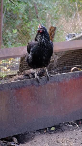 Pollos Grises Marrones Criados Una Granja Pueblo Comen Ponen Huevos — Vídeo de stock