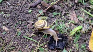 Yerde üzüm salyangozu ve tahta bir kütük. Kabuklu yavaş salyangoz. Karasal gastropod, vahşi doğada sümüklü böcek.