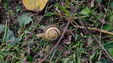 Yerde üzüm salyangozu ve tahta bir kütük. Kabuklu yavaş salyangoz. Karasal gastropod, vahşi doğada sümüklü böcek.