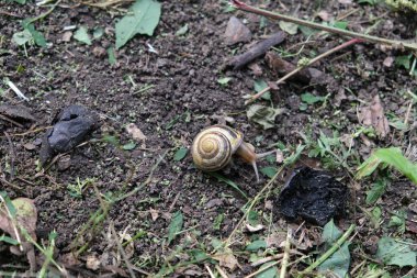 Yerde üzüm salyangozu ve kabuklu ahşap bir salyangoz. Karasal gastropod, vahşi doğada sümüklü böcek.