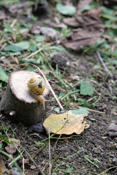 葡萄蜗牛在地上和木桩上 缓慢蜗牛与壳 陆生腹足动物 野外猛禽 — 图库照片