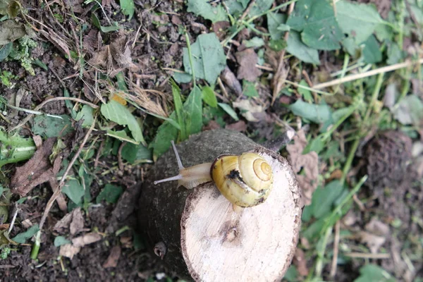 Grape snail on the ground and a wooden stump.Slow snail with a shell. Terrestrial gastropod, slug outdoors in the wild
