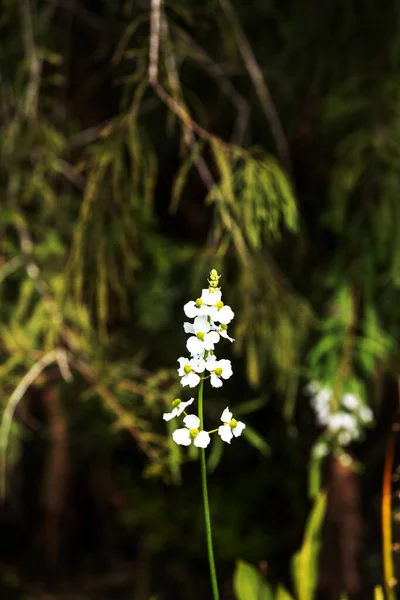 Fehér Nyíl Virág Nevű Sagittaria Latifolia Egy Mocsárban Délnyugat Florida — Stock Fotó