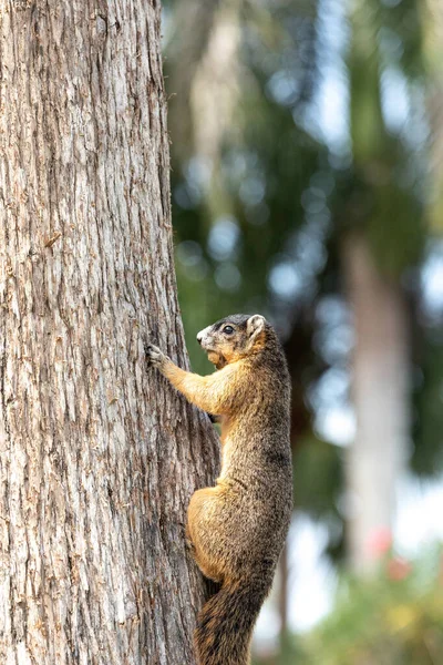 Ardilla Zorra Sherman Con Una Nuez Boca Mientras Cuelga Árbol — Foto de Stock