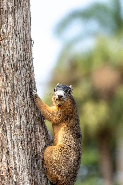 Ardilla Zorra Sherman Con Una Nuez Boca Mientras Cuelga Árbol — Foto de Stock