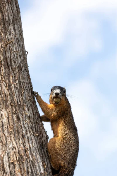 Ardilla Zorra Sherman Con Una Nuez Boca Mientras Cuelga Árbol — Foto de Stock