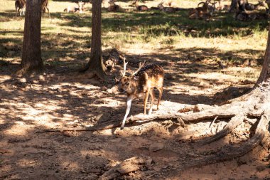 Hint ve Sri Lanka otlaklarından benekli geyik Cervus ekseni olarak da bilinir..