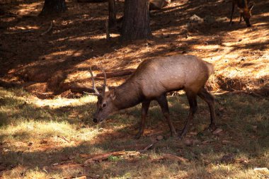 Meraklı kırmızı geyik Cervus elaphus büyük boynuzlu geyik açık bir pencereyi araştırır.