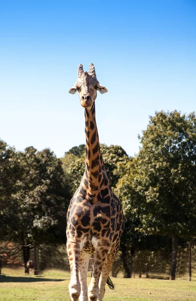 Jirafa Angoleña También Llama Jirafa Angolensis Encuentra Namibia Través Del — Foto de Stock