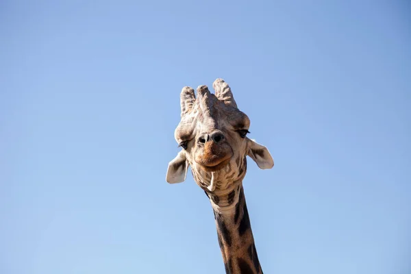 Girafe Angolaise Est Également Appelé Girafe Girafe Angolensis Trouve Namibie — Photo