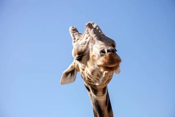 Jirafa Angoleña También Llama Jirafa Angolensis Encuentra Namibia Través Del — Foto de Stock