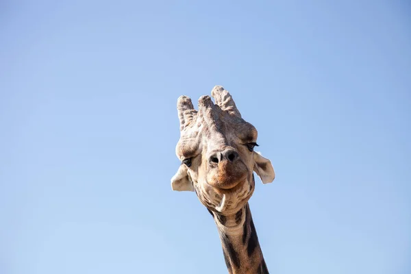 Giraffa Angolana Anche Chiamata Giraffa Giraffa Angolensis Trova Namibia Attraverso — Foto Stock