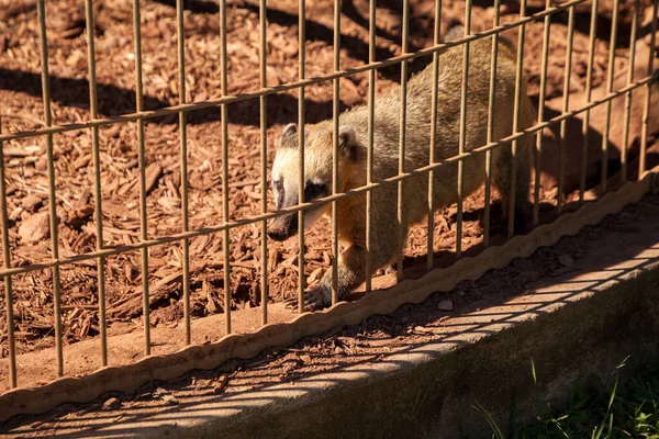 Amerika Selatan Coati Nasua Langkah Bolak Balik Dalam Sangkar — Stok Foto