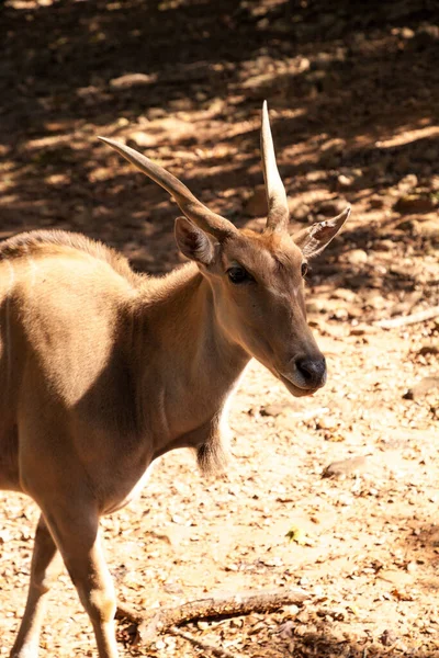 Gewone Eland Ook Wel Taurotragus Oryx Wordt Gevonden Oost Zuid — Stockfoto