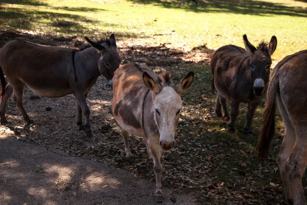 Ânes Miniatures Equus Asinus Dans Une Ferme Afrique Sud — Photo