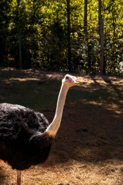 Ostrich Large Bird Struthio Molybdophanes Somalia — Stock Photo, Image