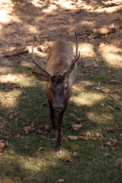 Cerf Rouge Curieux Cervus Elaphus Cerf Avec Grandes Cornes Enquête — Photo