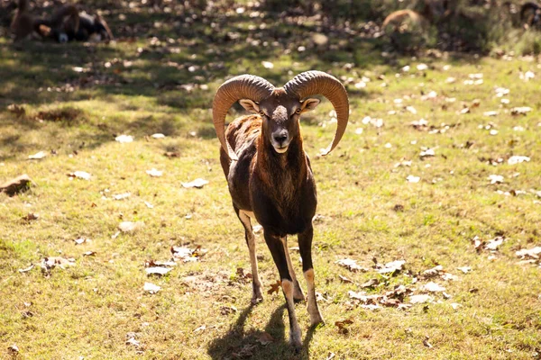 Rocky Mountain Bighorn Schapen Ovis Canadensis Californiana Met Grote Hoorns — Stockfoto