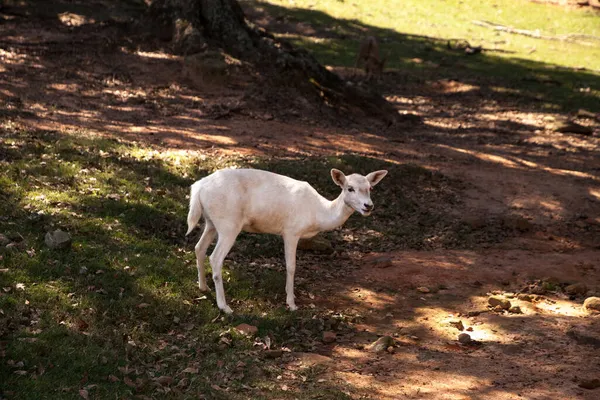 Seneca Bílý Jelen Odocoileus Virginianus Jsou Vzácné Variace Jelena Běloocasého — Stock fotografie