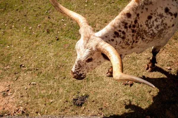 Texas Bydło Długonorożec Bos Taurus Taurus Bardzo Dużymi Rogami — Zdjęcie stockowe