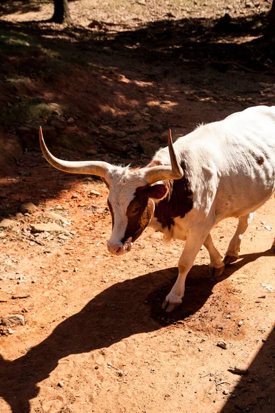 Texas Långhorn Boskap Bos Taurus Taurus Med Mycket Stora Horn — Stockfoto