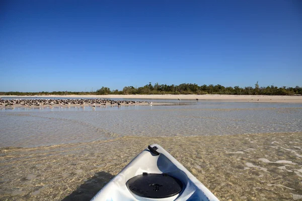 Birds along a sandbar in front of a Kayak paddling on the ocean along Lovers Key in Southwest Florida.