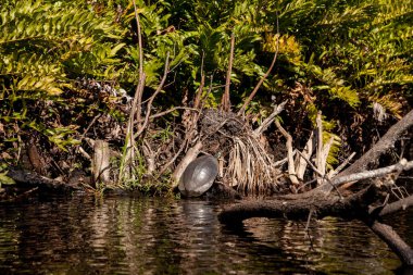 Kocaman sarı göbekli sürgülü kaplumbağa Trachemys Scrita Fort Myers, Florida 'da bir dalda suyun üstünde güneşleniyor..