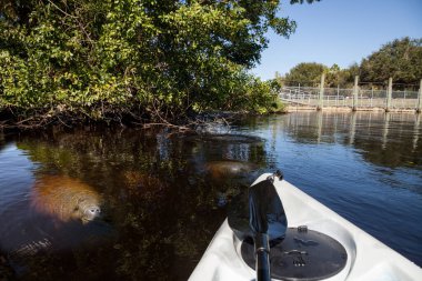 Several West Indian manatees Trichechus manatus in Southwest Florida swim slowly by a kayak in a riverway in winter.  clipart