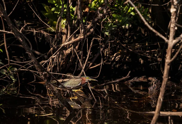 Pequeña Garza Verde Butorides Virescens Encaramado Una Rama Una Vía — Foto de Stock