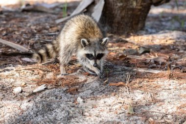 Florida Bonita Springs 'in orman zemininde genç rakun Procyon lotor arıyor..