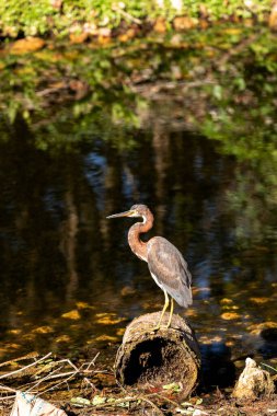 Kırmızı balıkçıl Egretta Rufescens Bonita Springs, Florida 'da bir bataklıkta