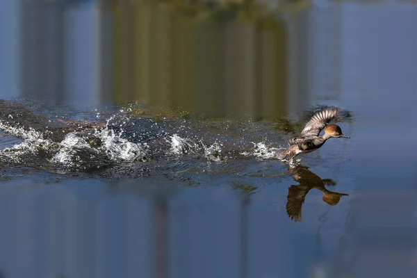 Zakapturzona Kaczka Merganser Lophodytes Cucullatus Przelatuje Przez Wodę Neapolu Florydzie — Zdjęcie stockowe